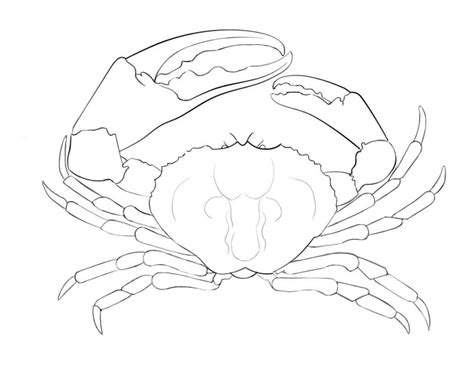 Coloriage crabe géant de tasmanie Dessin gratuit à imprimer