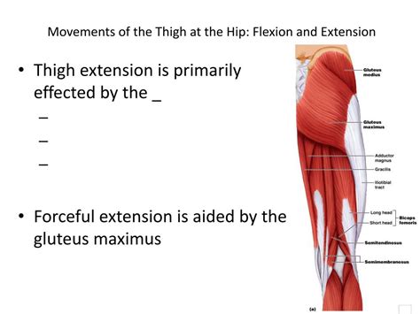 Ppt Interactions Of Skeletal Muscles Powerpoint Presentation Free