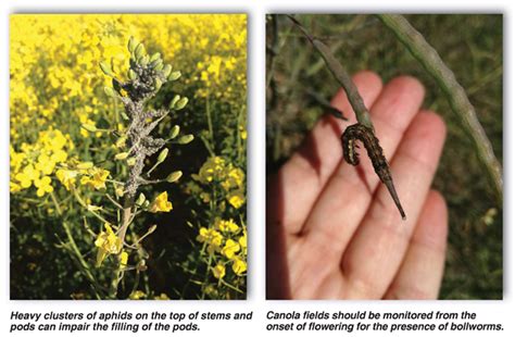 Canola Plant Stages