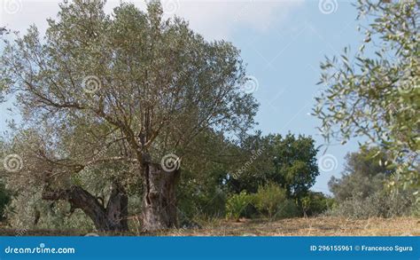 Tronco De Un Olivo Centenario Almacen De Video V Deo De Planta Verde