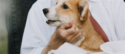 Garder son vieux chien en bonne santé 5 conseils à mettre en place