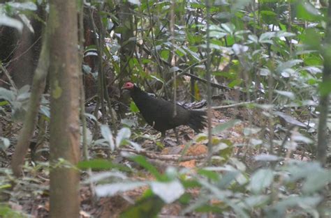 Black Guineafowl From R Serve De Faune Du Dja Haut Nyong Cameroon