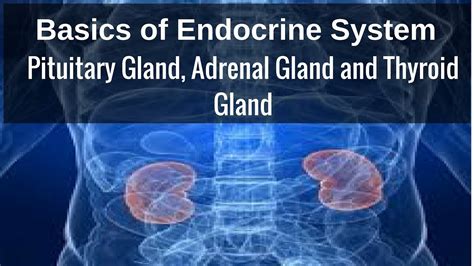 Basics Of Endocrine System Pituitary Gland Adrenal Gland And Thyroid