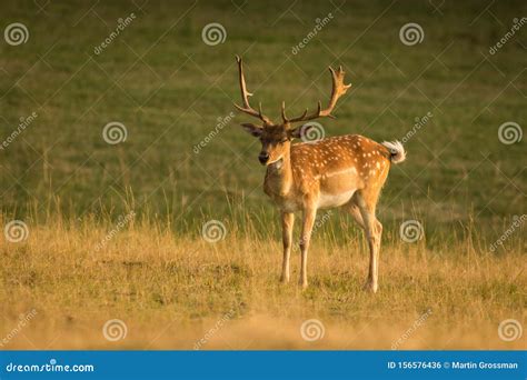 European Fallow Deer Dama Dama Majestic Powerful Adult Fallow Deer