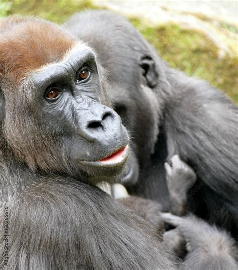 Gorilla Familie Stock Photo | Adobe Stock