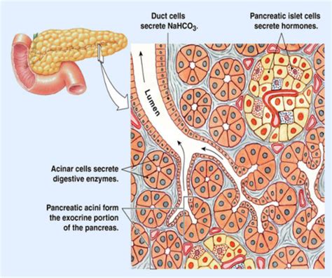 Pancreatic Exocrine Secretions And Its Control Flashcards Quizlet