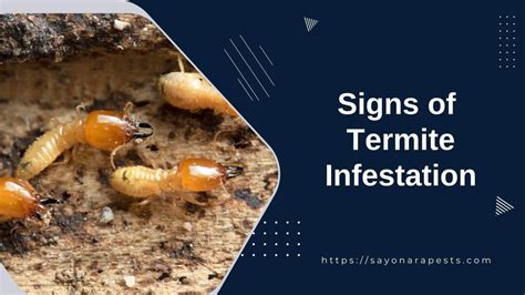 Signs Of Termite Infestation Sayonara Pests