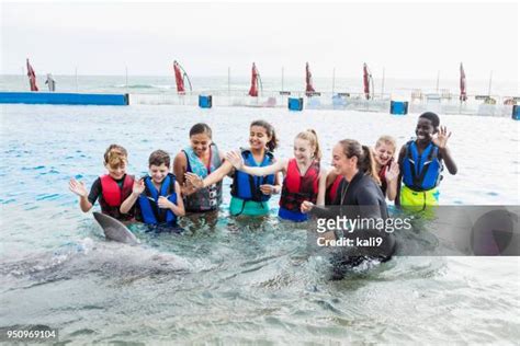 118 Dolphin Laughing Stock Photos, High-Res Pictures, and Images ...