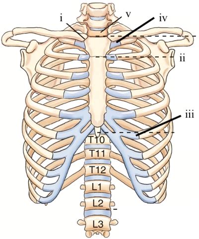 Chapter Bony Thorax Sternum Ribs Test Flashcards Quizlet