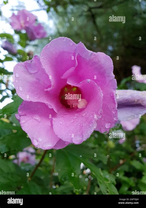 Selective Closeup Of Pink Hibiscus Flower With Water Droplets In A