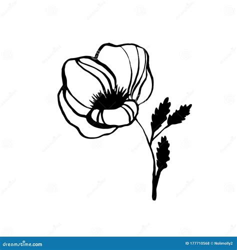 Vector Poppy Flower Ink Plant Sketch Hand Drawing Black Silhouette