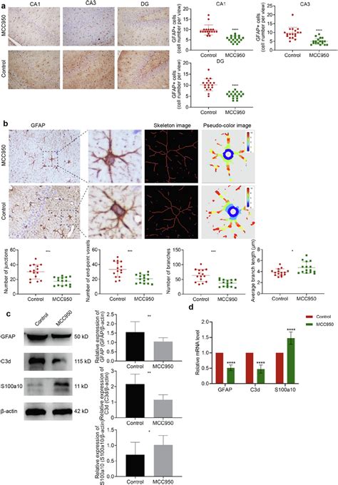 Inhibition Of Nlrp Inflammasome Reversed Cih Related A A Astrocyte