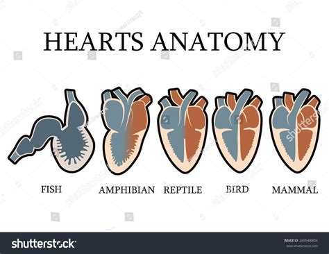 Reptile Heart Diagram