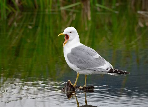 Mew Gull - Owen Deutsch Photography