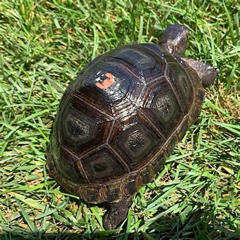 Aldabra Tortoise For Sale Buy Baby Giant Aldabra Tortoises For Sale