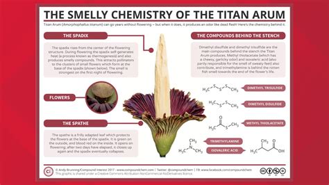 Flower Known For Smelling Like Rotting Flesh Blooming At San Antonio