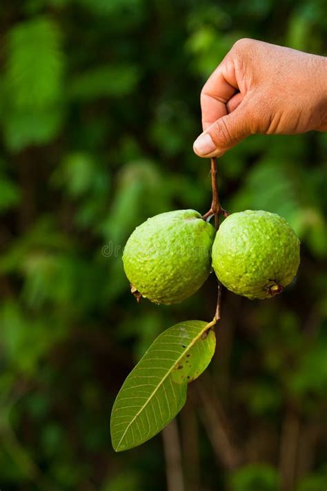 Fruta Tropical De La Guayaba En El árbol Imagen De Archivo Imagen De