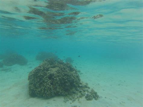 Pantai Snorkeling Terbaik Di Surga Laguna Tahiti Underwater