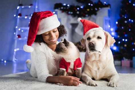 12 Fun Ways To Celebrate Christmas With Pets Vetiq Uk