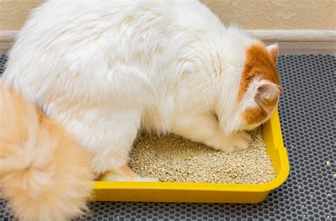 Why Do Cats Use Litter Boxes Cat Behavior Guide