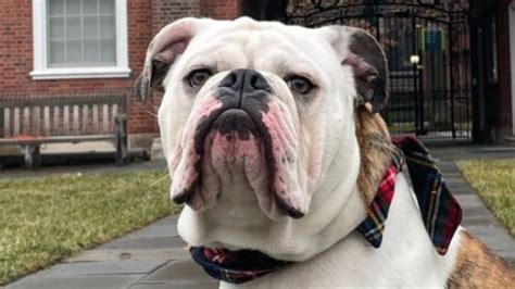 The Long History Of Yale's Mascot, Handsome Dan, Explained