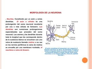 Neuronas PPT