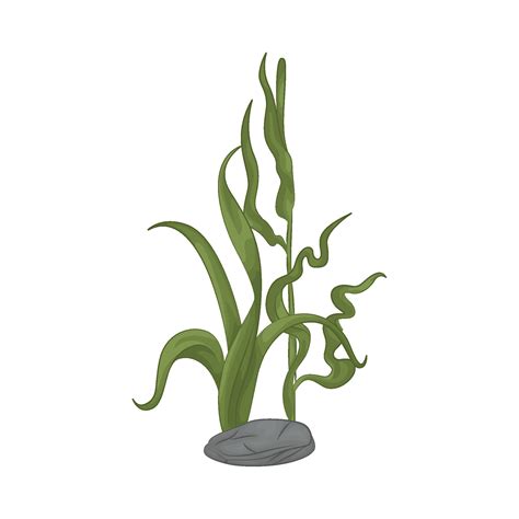 Illustration of seaweed 46951617 Vector Art at Vecteezy