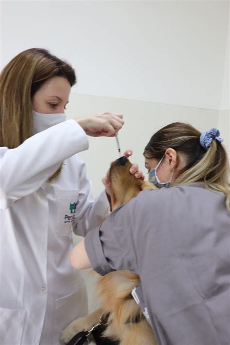 Bordetella A Tosse Dos Canis E A Vacina Intranasal Pet Care Hospital