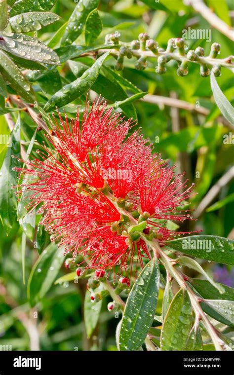 Callistemon Citrinus Splendens Stock Photo Alamy