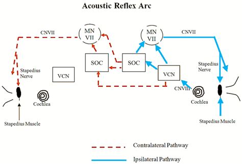 Auditory Reflex Pathway