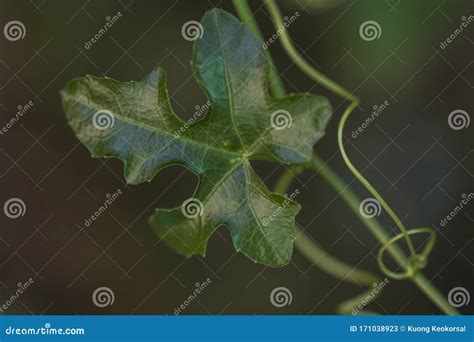 Close-up Ivy gourd plant stock image. Image of coccinia - 171038923