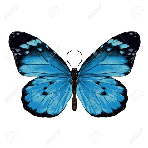 Butterfly With Open Wings Top View The Symmetrical Drawing Royalty