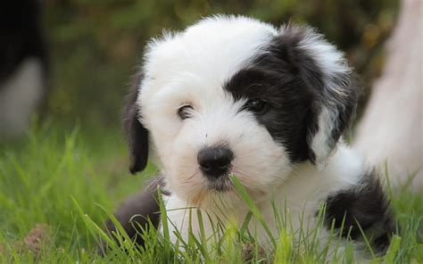 Old English Sheepdog Close Up Puppy Shaggy Dog Cute Animals Dogs