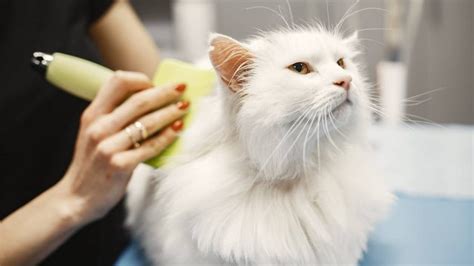 Anti Puces Pour Chat Quels Sont Les Traitements Vraiment Efficaces