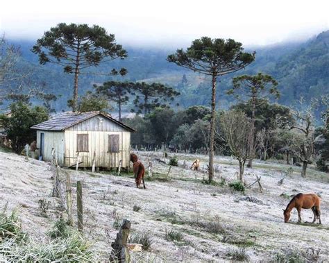 Geadas E Muito Frio Veja Fotos Que Retratam O Inverno No Paran Rpc