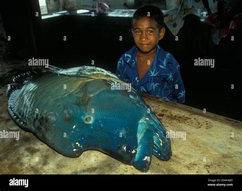 Amazon River Fish