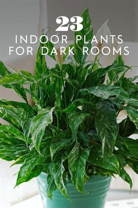 29 Low Light Houseplants And Advice On How To Grow Them