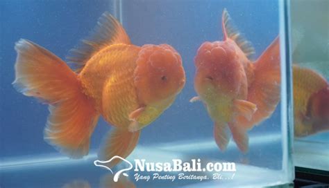 Bali Goldfish United Gelar Mini Show Dan Kompetisi Ikan