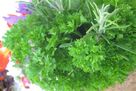 Cilantro vs Parsley - Difference and Comparison | Diffen