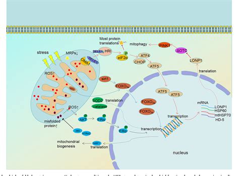 Figure 2 From The Role Of Mitochondrial Quality Control Mechanisms In