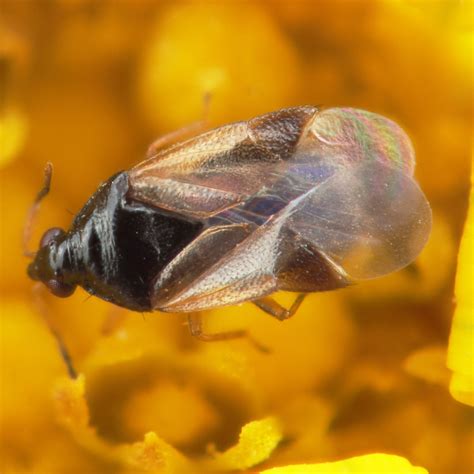 Aphids BioBee South Africa