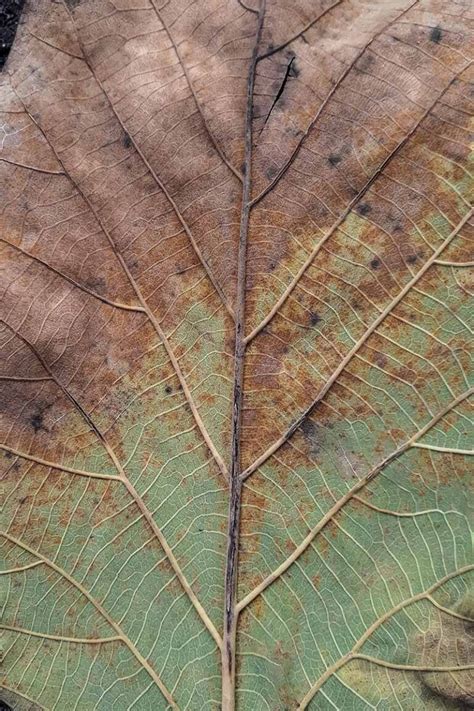 How to Identify and Manage Common Sunflower Diseases