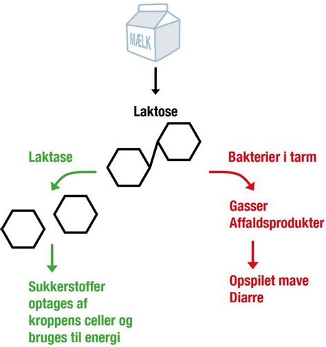 Laktoseintolerance Enzymer For Folkeskolen Biotech Academy