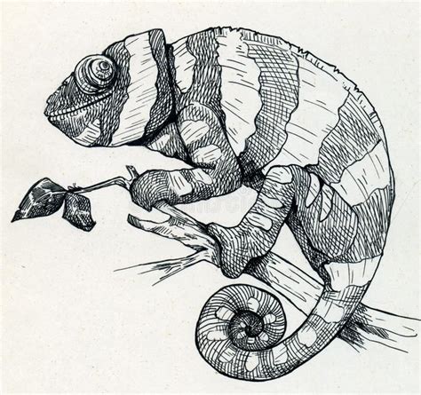 Chameleon Original Pencil Drawing Drawing & Illustration Pencil jan ...