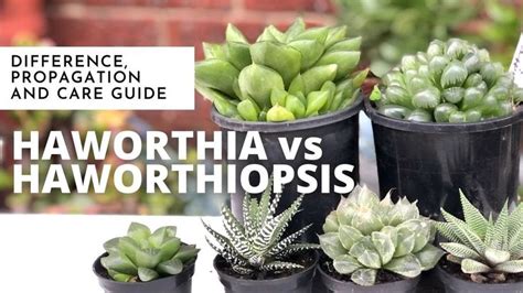 Different Types Of Succulents In Black Pots With The Words Haworthia Vs