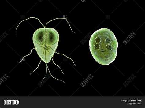 Giardia Duodenalis Trophozoite