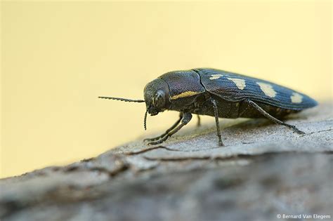 Metallic Wood-boring Beetle | Bernard Van Elegem