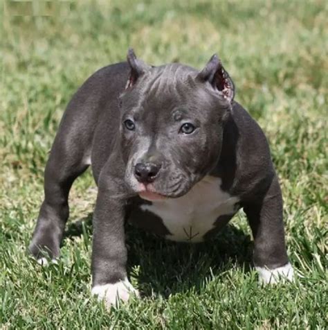 Blue Nose Pitbull Puppies For Sale