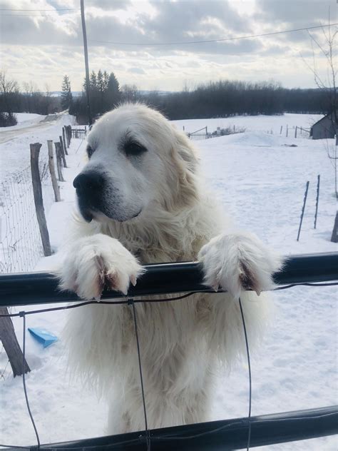 Golden Pyrenees Puppies For Sale California | King of Pet Hobby