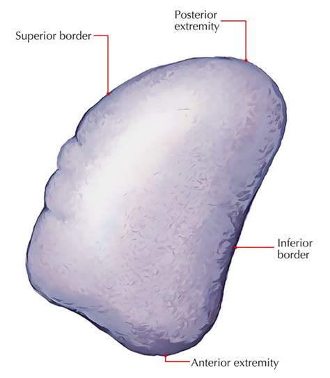 Spleen Anatomy – Earth's Lab